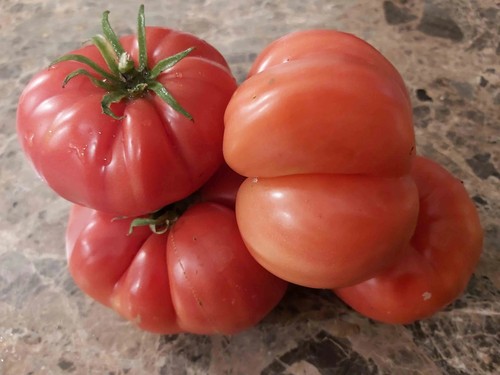 Pomodoro cor bou de - cor,